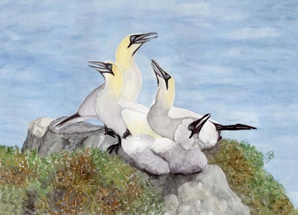 Postkarte DIN-A5 Aquarell Maritim Kunst Druck Kunstdruck Nordsee Insel Helgoland Basstölpel Vögel Lange Anna Felsen